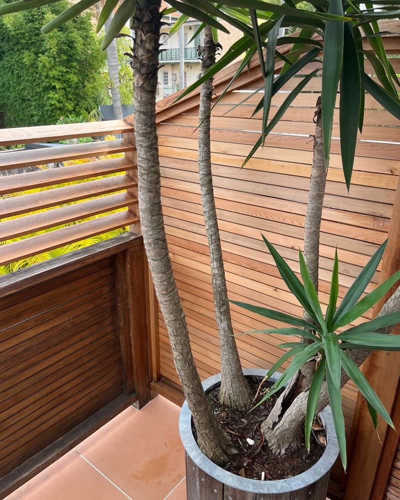 Timber deck around a dragon tree, completed by Tillow Built