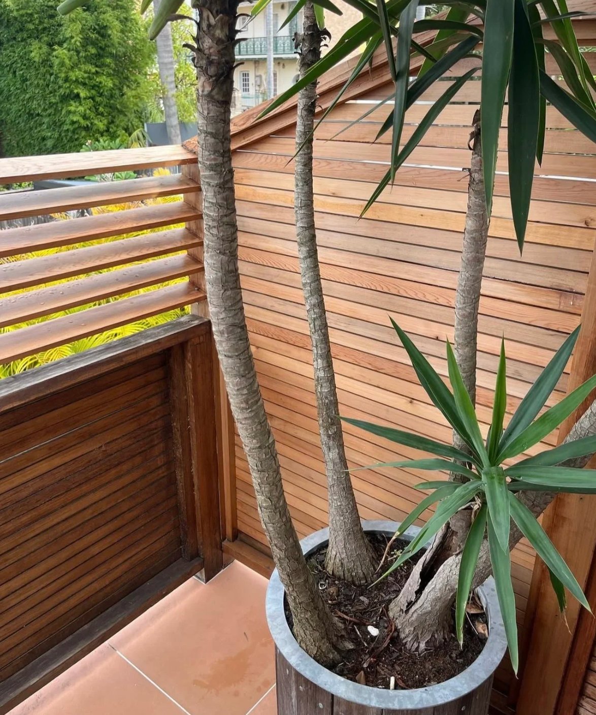 Cedar privacy screen and timber storage on balcony